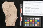 Foto (Objekt + Etikett) von Taxodium distichum miocenicum Heer (NHMW-GEO-2024-0188-6431)